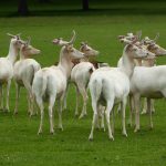 White Fallow deer at Houghton Hall in Norfolk